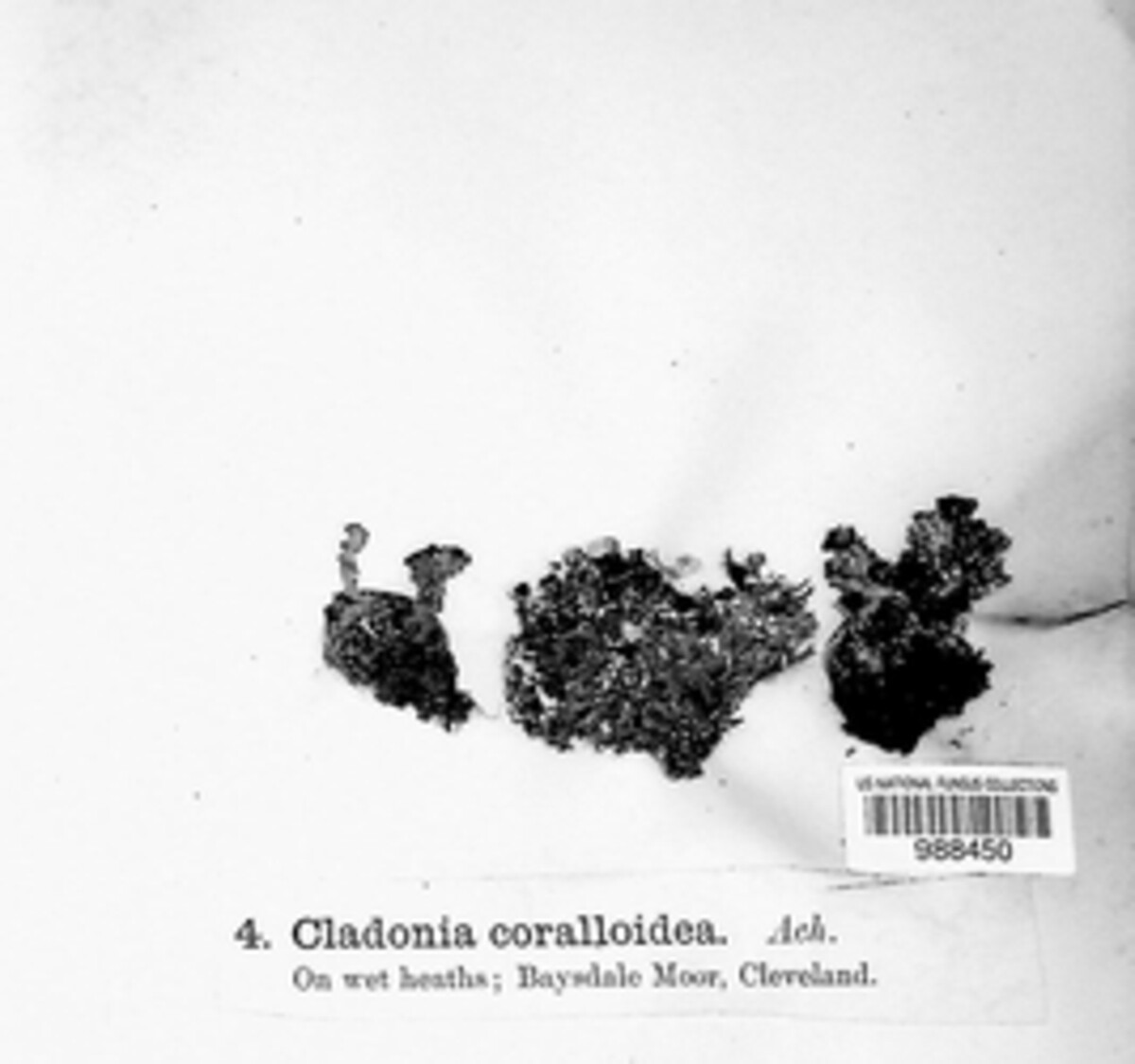 Cladonia coralloidea image
